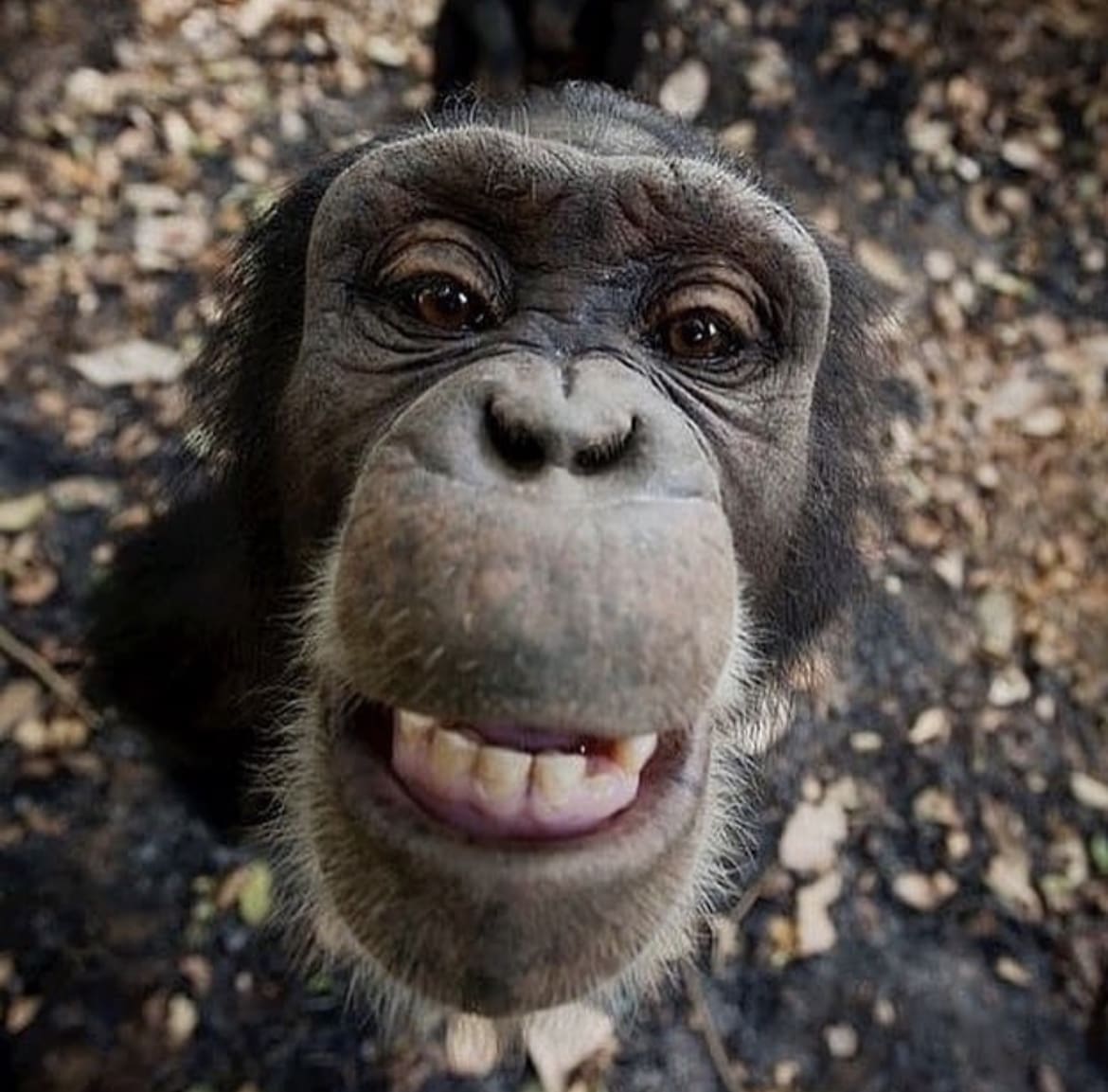Chimp selfie